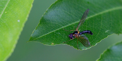 Nephrocerus lapponicus