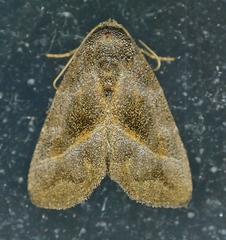 Ogdoconta altura