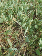 Atriplex verrucifera