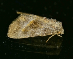 Ogdoconta altura