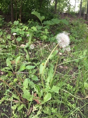 Taraxacum officinale