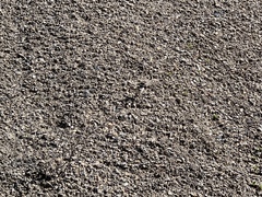 Charadrius vociferus