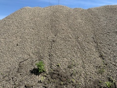 Charadrius vociferus