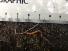 Coleoptera