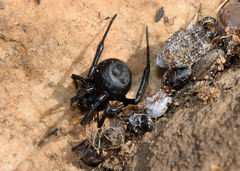 Latrodectus renivulvatus