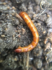 Coleoptera