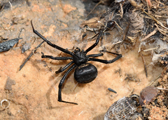 Latrodectus renivulvatus