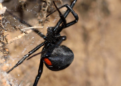 Latrodectus renivulvatus