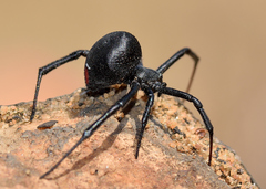 Latrodectus renivulvatus