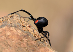 Latrodectus renivulvatus