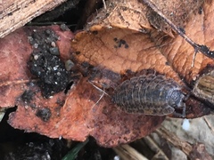 Trachelipus rathkii
