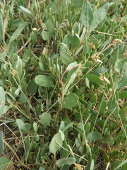 Atriplex verrucifera