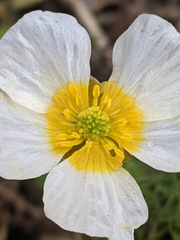 Ranunculus peltatus