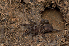 Brachionopus pretoriae