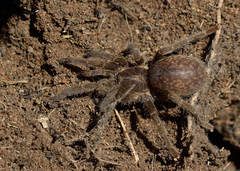 Brachionopus pretoriae