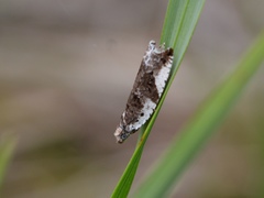 Ancylis mediofasciana