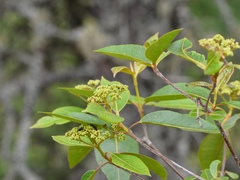 Viburnum cassinoides