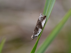 Ancylis mediofasciana