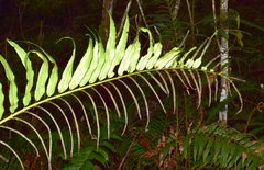 Blechnum cordatum