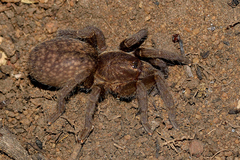 Brachionopus pretoriae