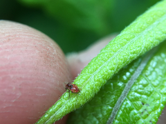 Hemiptera