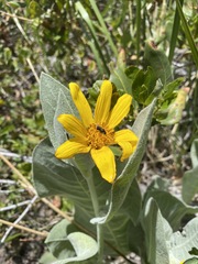 Wyethia mollis