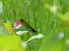 Calopteryx amata