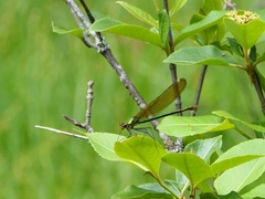 Calopteryx amata