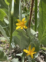 Wyethia mollis