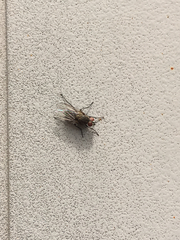 Diptera