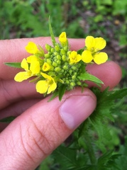 Brassicaceae