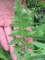 Brassicaceae