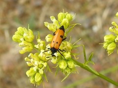 Mylabris maculosopunctata