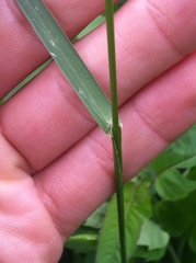 Poaceae