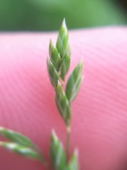 Poaceae