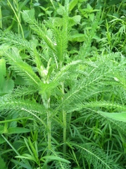 Achillea millefolium
