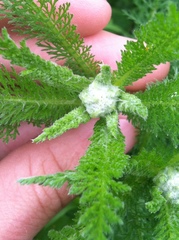 Achillea millefolium