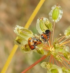 Coptocephala