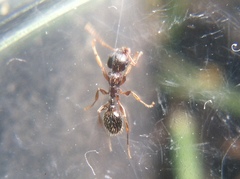 Formicidae
