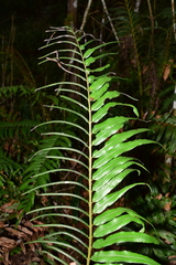 Blechnum cordatum