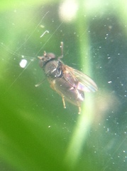 Diptera