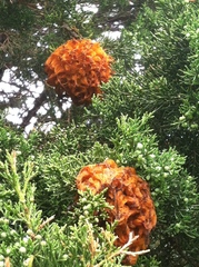 Gymnosporangium juniperi-virginianae