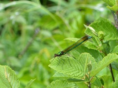 Calopteryx amata