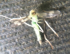 Diptera