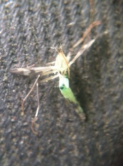 Diptera