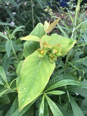 Hypericum × hidcoteense