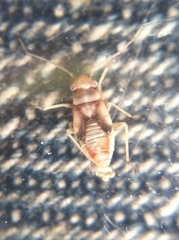 Hemiptera