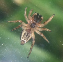 Pelegrina flavipes