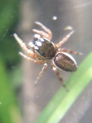 Pelegrina flavipes