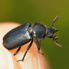 Platycerus caraboides